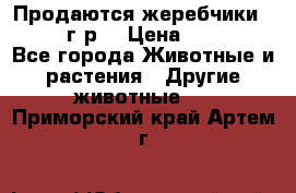 Продаются жеребчики 14,15 16 г.р  › Цена ­ 177 000 - Все города Животные и растения » Другие животные   . Приморский край,Артем г.